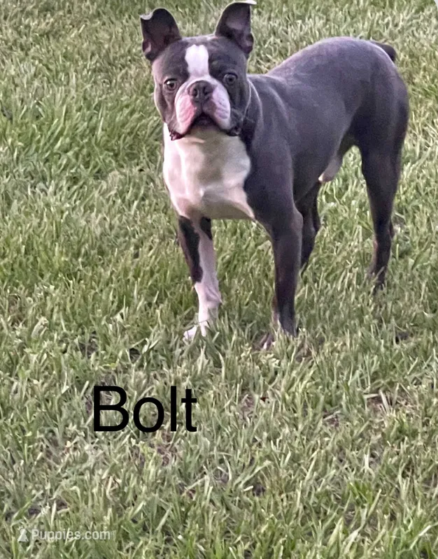 Bolt  – Boston Terrier puppy for sale in Sebring, FL