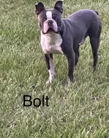 Bolt , a male Boston Terrier for sale in Sebring, FL – 1 of 4