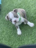 Green collar, a male Boston Terrier for sale in Sebring, FL – 2 of 3