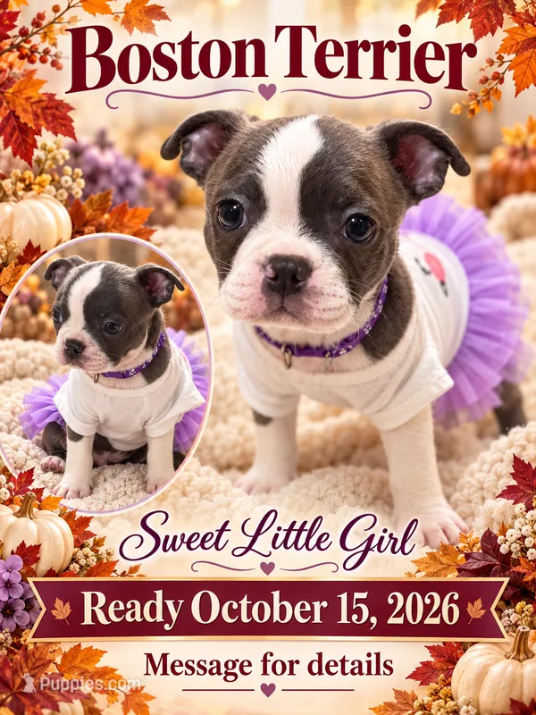 Purple collar  – Boston Terrier puppy for sale in Sebring, FL