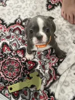 Orange collar , a female Boston Terrier for sale in Sebring, FL – 1 of 5