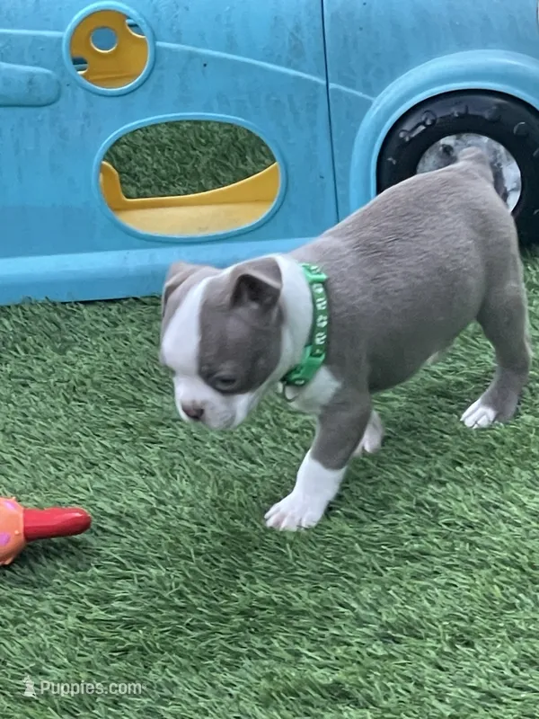 Green collar – Boston Terrier puppy for sale in Sebring, FL