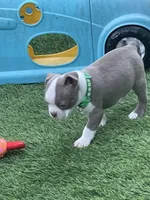 Green collar, a male Boston Terrier for sale in Sebring, FL – 1 of 3