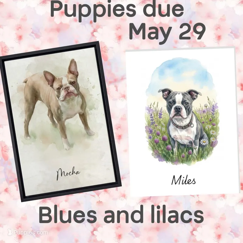 Puppies coming , a  Boston Terrier for sale in Sebring, FL – Photo 1 of 1