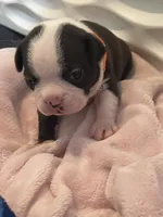 Orange collar , a female Boston Terrier for sale in Sebring, FL – 2 of 2