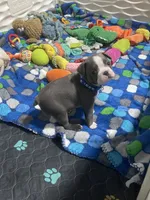 Dark blue collar , a male Boston Terrier for sale in Sebring, FL – 7 of 7
