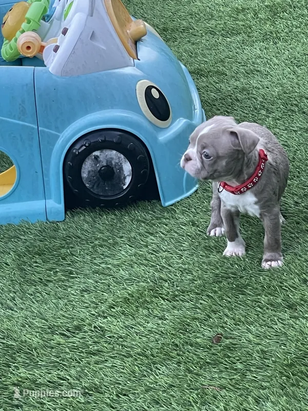 Red collar  – Boston Terrier puppy for sale in Sebring, FL
