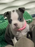 Light pink collar , a female Boston Terrier for sale in Sebring, FL – 4 of 9