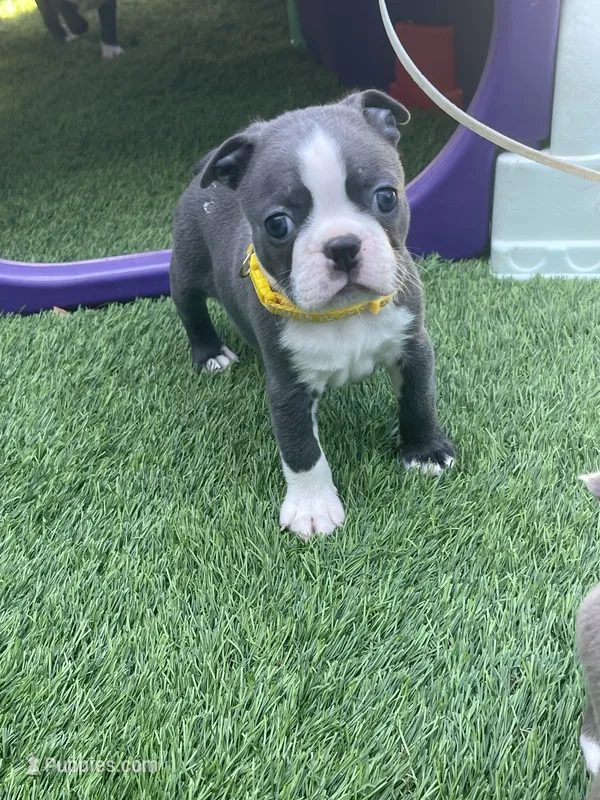 Yellow collar  – Boston Terrier puppy for sale in Sebring, FL
