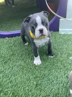 Yellow collar , a male Boston Terrier for sale in Sebring, FL – 1 of 3