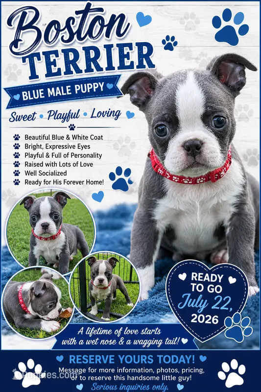Red collar  – Boston Terrier puppy for sale in Sebring, FL