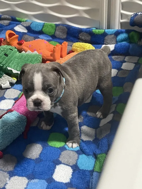 Light blue collar , a male Boston Terrier for sale in Sebring, FL – 1 of 9