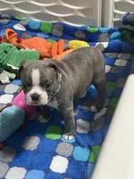 Light blue collar , a male Boston Terrier for sale in Sebring, FL – 1 of 9