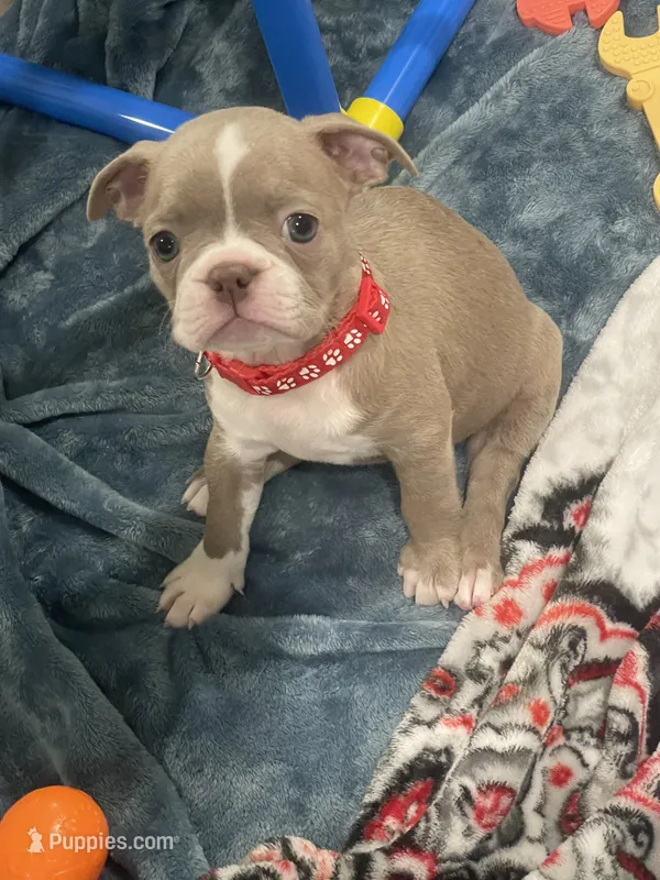 Red collar  – Boston Terrier puppy for sale in Sebring, FL