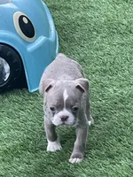 Red collar , a female Boston Terrier for sale in Sebring, FL – 3 of 3