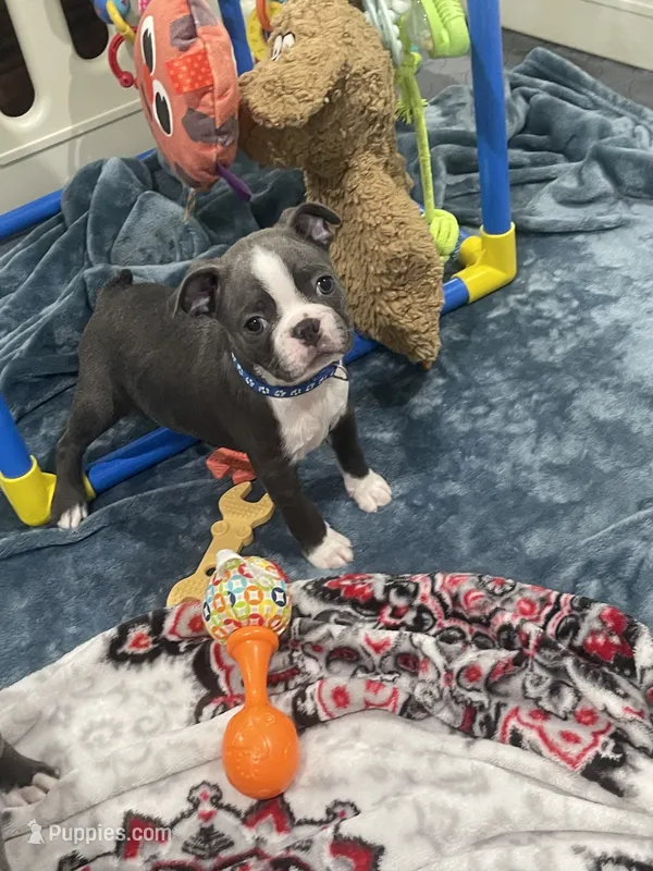 Blue collar  – Boston Terrier puppy for sale in Sebring, FL
