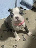 Light pink collar , a female Boston Terrier for sale in Sebring, FL – 6 of 9