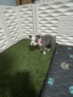 Light pink collar , a female Boston Terrier for sale in Sebring, FL – 8 of 9