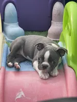 Silver collar , a female Boston Terrier for sale in Sebring, FL – Photo 4 of 5