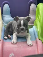 Silver collar , a female Boston Terrier for sale in Sebring, FL – Photo 1 of 5