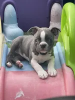 Silver collar , a female Boston Terrier for sale in Sebring, FL – Photo 3 of 5