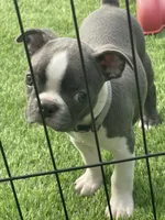 Silver collar , a female Boston Terrier for sale in Sebring, FL – Photo 5 of 5