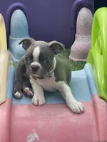 Silver collar , a female Boston Terrier for sale in Sebring, FL – Photo 2 of 5