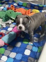 Light blue collar , a male Boston Terrier for sale in Sebring, FL – 2 of 9