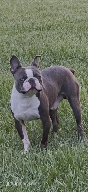 Bolt  – Boston Terrier puppy for sale in Sebring, FL