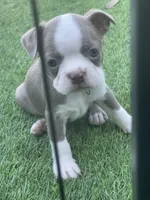 Green collar, a male Boston Terrier for sale in Sebring, FL – 3 of 3