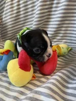Green paw print collar, a male Boston Terrier for sale in Sebring, FL – Photo 5 of 9