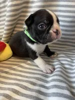 Green paw print collar, a male Boston Terrier for sale in Sebring, FL – Photo 3 of 9