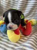 Green paw print collar, a male Boston Terrier for sale in Sebring, FL – Photo 2 of 9
