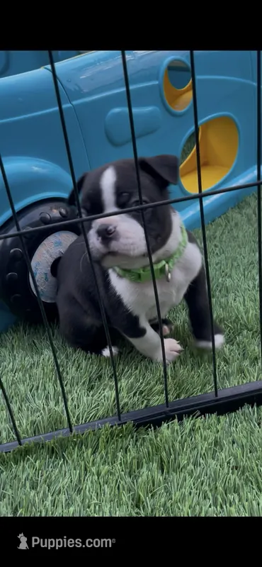 Green paw print collar