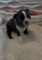 Green paw print collar, a male Boston Terrier for sale in Sebring, FL – Photo 8 of 9