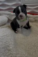 Green paw print collar, a male Boston Terrier for sale in Sebring, FL – Photo 1 of 9