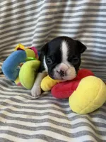 Green paw print collar, a male Boston Terrier for sale in Sebring, FL – Photo 6 of 9