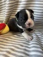 Green paw print collar, a male Boston Terrier for sale in Sebring, FL – Photo 4 of 9