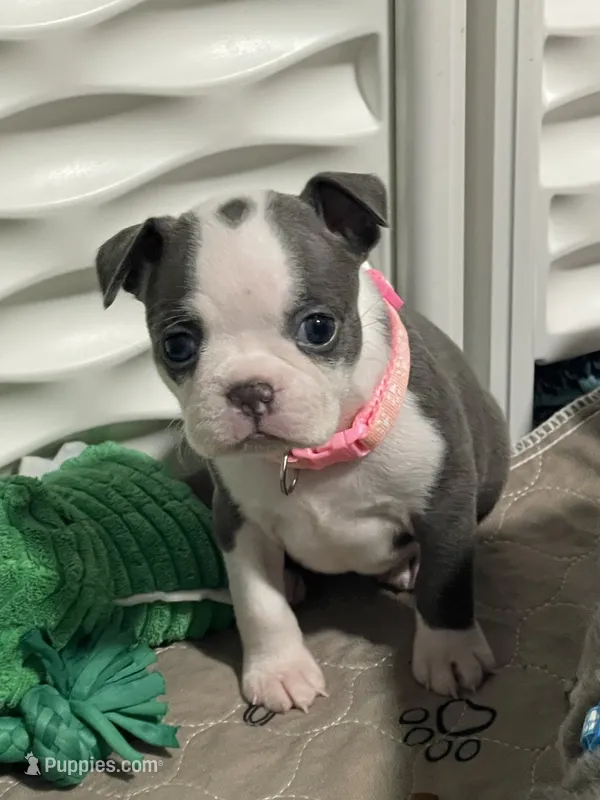 Light pink collar , a female Boston Terrier for sale in Sebring, FL – 1 of 9