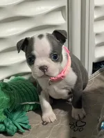 Light pink collar , a female Boston Terrier for sale in Sebring, FL – 1 of 9