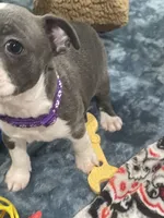 Purple collar , a female Boston Terrier for sale in Sebring, FL – 2 of 6