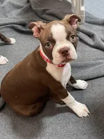 Red collar , a female Boston Terrier for sale in Sebring, FL – Photo 3 of 6