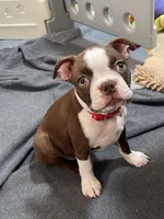 Red collar , a female Boston Terrier for sale in Sebring, FL – Photo 4 of 6