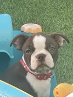 Red collar , a female Boston Terrier for sale in Sebring, FL – Photo 2 of 6