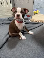 Red collar , a female Boston Terrier for sale in Sebring, FL – Photo 6 of 6