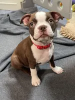 Red collar , a female Boston Terrier for sale in Sebring, FL – Photo 5 of 6