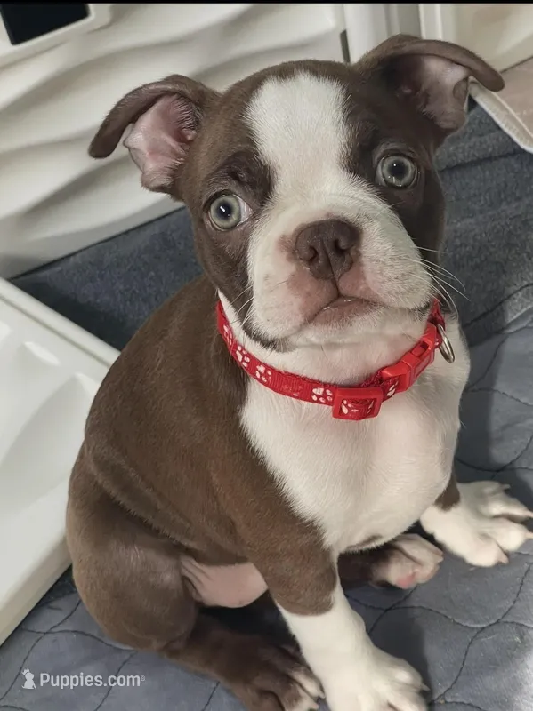 Red collar  – Boston Terrier puppy for sale in Sebring, FL