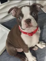 Red collar , a female Boston Terrier for sale in Sebring, FL – Photo 1 of 6