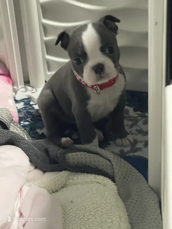 Red collar , a male Boston Terrier for sale in Sebring, FL – 1 of 2