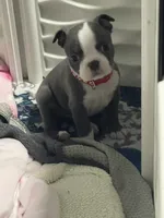 Red collar , a male Boston Terrier for sale in Sebring, FL – 1 of 2